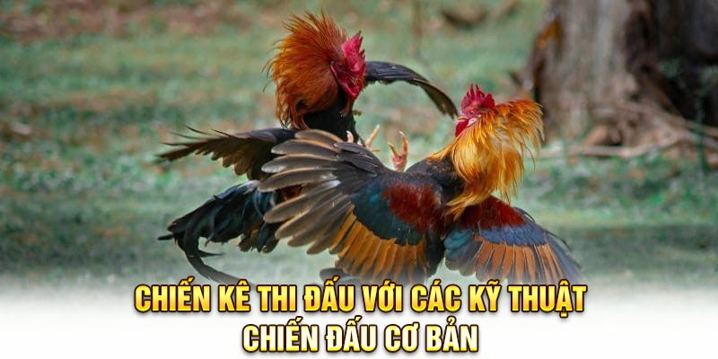 Chiến kê thi đấu với các kỹ thuật chiến đấu cơ bản