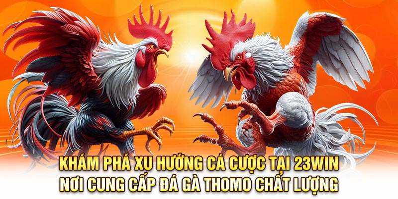 Khám phá xu hướng cá cược tại 23Win - Nơi cung cấp đá gà thomo chất lượng