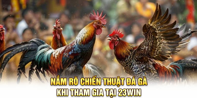 Nắm rõ chiến thuật đá gà khi tham gia tại 23Win